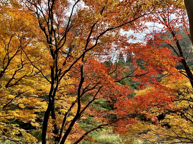 三段峡の紅葉
