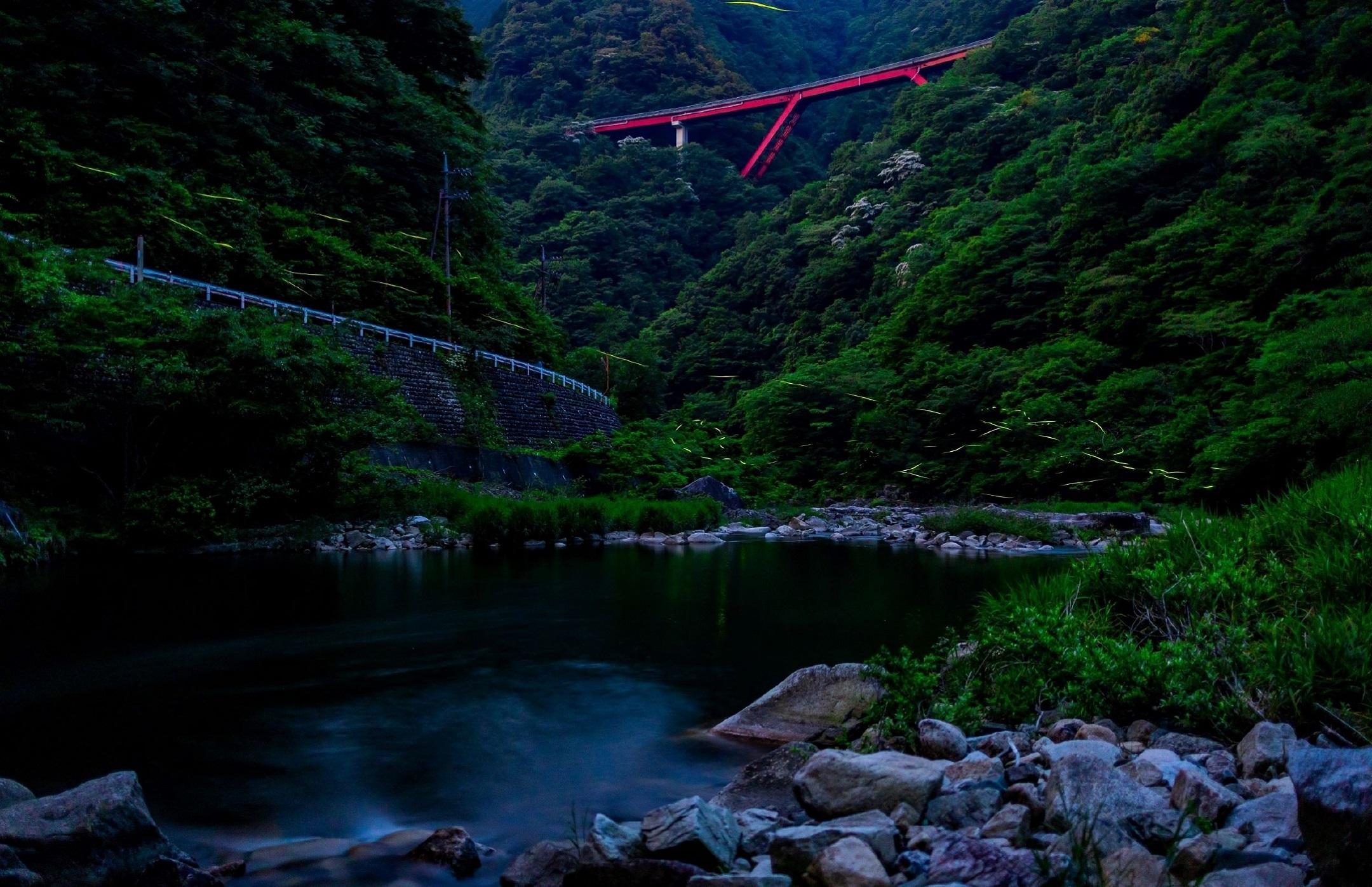 滝山川のホタル