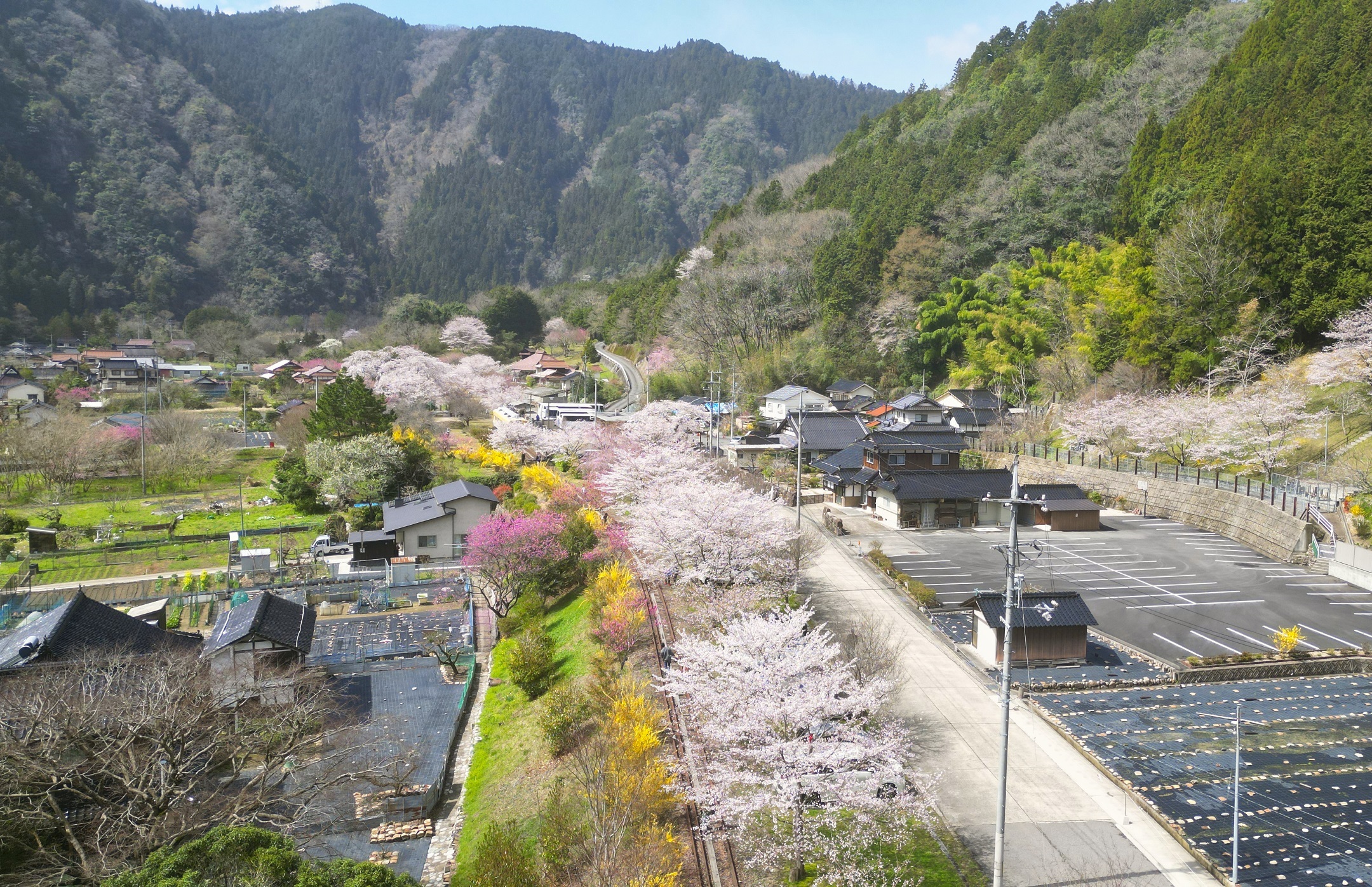 安野花の駅公園（春）