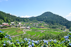 アジサイの時期の棚田の画像