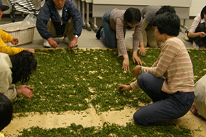 釜炒り茶づくりの体験講座で、炒り終わった茶葉を広げています。の画像