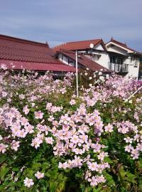 花の写真です。