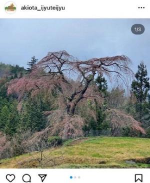 寺領の枝垂桜