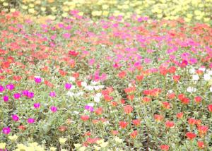 ポーチュラカの花たちの写真