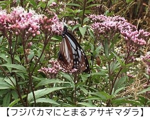 アサギマダラの画像