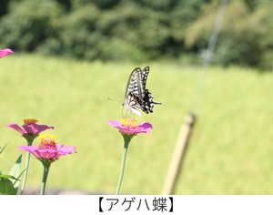 アゲハ蝶の画像