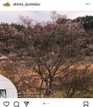 冬の桜開花