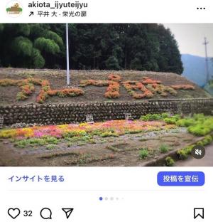 カープ応援ポーチュラカ