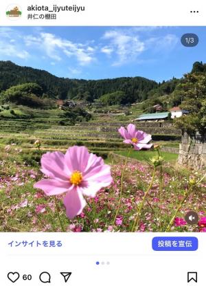 井仁の棚田とコスモス