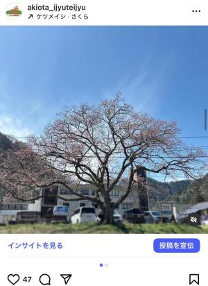 桜のつぼみがふっくら