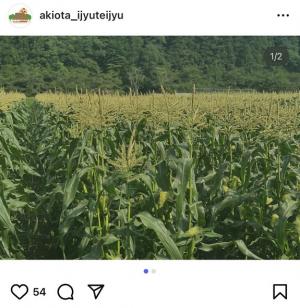 トウモロコシ畑